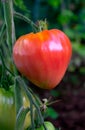 red ripe oxheart heirloom tomatoes growing on a branch in kitchen garden Royalty Free Stock Photo