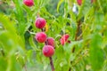 Red ripe peaches hang on a tree branch. Fruit growing and harvesting Royalty Free Stock Photo