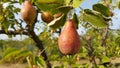 Red ripe pears are hanging on tree branches Royalty Free Stock Photo