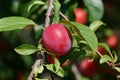 Red ripe plum on a branch with green leaves Royalty Free Stock Photo