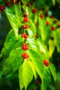 Red ripe and poisonous Wolfberry on the branch in summer forest
