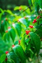 Red ripe and poisonous Wolfberry on the branch in summer forest