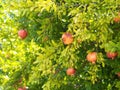 Red ripe pomegranate fruit (Punica granatum) grow on tree branch. Royalty Free Stock Photo