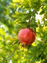 Red ripe pomegranate fruit (Punica granatum) grow on tree branch. Royalty Free Stock Photo