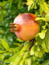 Red ripe pomegranate fruit (Punica granatum) grow on tree branch. Royalty Free Stock Photo