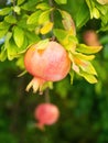 Red ripe pomegranate fruit (Punica granatum) grow on tree branch. Royalty Free Stock Photo