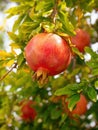 Red ripe pomegranate fruit (Punica granatum) grow on tree branch.