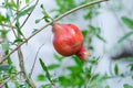 Red ripe pomegranate fruit on tree Royalty Free Stock Photo