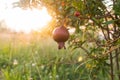 Red ripe pomegranate fruit on tree branch in garden. Colorful image with place for text, close up. Rosh-haShana - Israeli New