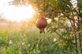 Red ripe pomegranate fruit on tree branch in garden. Colorful image with place for text, close up. Rosh-haShana - Israeli New Royalty Free Stock Photo