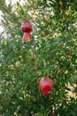 Red ripe pomegranate fruit on a tree branch in the garden. Colorful image with place for text, close up Royalty Free Stock Photo