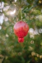 Red ripe pomegranate fruit on a tree branch in the garden. Colorful image with place for text, close up Royalty Free Stock Photo