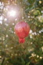 Red ripe pomegranate fruit on a tree branch in the garden. Colorful image with place for text, close up Royalty Free Stock Photo