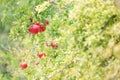 Red ripe pomegranate fruit on tree branch in the garden. Royalty Free Stock Photo