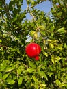Red ripe pomegranate fruit on tree branch in the garden. Royalty Free Stock Photo