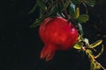 Red ripe pomegranate fruit on a tree branch in the garden. Royalty Free Stock Photo