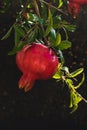 A ripe pomegranate fruit on a dark background has ripened on a branch. Royalty Free Stock Photo