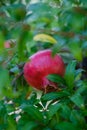 Red ripe pomegranate fruit on tree Royalty Free Stock Photo