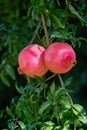 Red ripe pomegranate fruit on tree Royalty Free Stock Photo