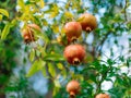 Red ripe pomegranate on the tree. Pomegranate trees in Montenegr