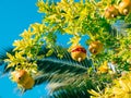 Red ripe pomegranate on the tree. Pomegranate trees in Montenegr