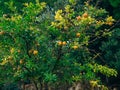 Red ripe pomegranate on the tree. Pomegranate trees in Montenegr