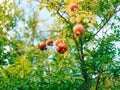 Red ripe pomegranate on the tree. Pomegranate trees in Montenegr