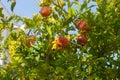 Red ripe pomegranates in the garden close-up. Punica granatum fruits ripen on the tree Royalty Free Stock Photo