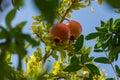 Red ripe pomegranates in the garden close-up. Punica granatum fruits ripen on the tree Royalty Free Stock Photo
