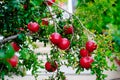 Red ripe pomegranates on a green branch