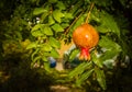 Red ripe pomegranates and green leaves