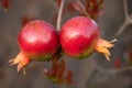 Red ripe pomegranates on a tree in early spring at sunset Royalty Free Stock Photo