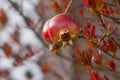 Red ripe pomegranates on a tree in early spring at sunset Royalty Free Stock Photo