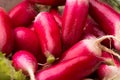 Red ripe radish. Young radish in a plate Royalty Free Stock Photo