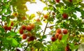 Red ripe rambutan hanging on tree in garden. Rambutan orchard in Thailand. Tropical tree with green leaves and fruit. Exotic