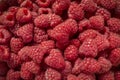 Red Ripe Raspberries 