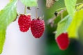 Red ripe raspberries growing in organic household cottage garden Royalty Free Stock Photo