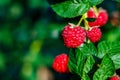 Red ripe raspberries hang on a green bush on a bright sunny day. Background Royalty Free Stock Photo