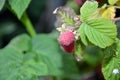 Red ripe raspberry with leaves detail color