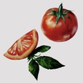 Red ripe realistic tomato and tomato slices set. Hand drawn watercolor vector illustration, isolated on white background Royalty Free Stock Photo