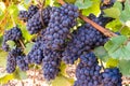 Red Ripe Red Grape Wine Clusters, Bunches on Vineyard Ready for Harvesting
