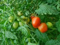 Red ripe and ripening green tomatoes hanging and growth on the plants