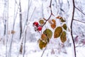 Red ripe rose hips covered in white snow. Frosty winter day Royalty Free Stock Photo