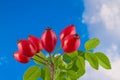 Red ripe rose hips detail on thorny twig with green leaves. Rosa canina Royalty Free Stock Photo