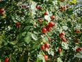 Red ripe rosehip berries on green shrubs