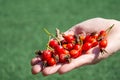 Red ripe rosehip berries on palm, on green background. Healthy food