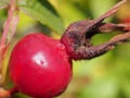 Red ripe rosehip fruits grow on the Bush