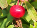 Red ripe rosehip fruits grow on the Bush