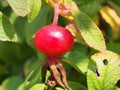 Red ripe rosehip fruits grow on the Bush