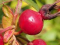 Red ripe rosehip fruits grow on the Bush